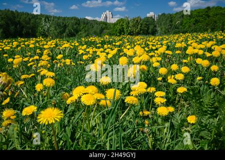 Campo con molti dandelioni comuni (Taraxacum officinale) fiorito in primavera. Bitsevski Park (Bitsa Park), Mosca, Russia. Foto Stock