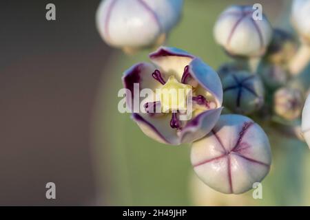 Parzialmente chiuso Purple Desert Flower (Sodom's Apple) macrofotografia da vicino negli Emirati Arabi Uniti. Messa a fuoco selettiva Foto Stock