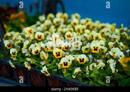 Pentole di piccoli fiori al coperto in un negozio di fiori. Fiore business. Foto Stock