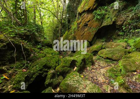 Pietra coperta di muschio in foresta temperata fresca, Francia Foto Stock