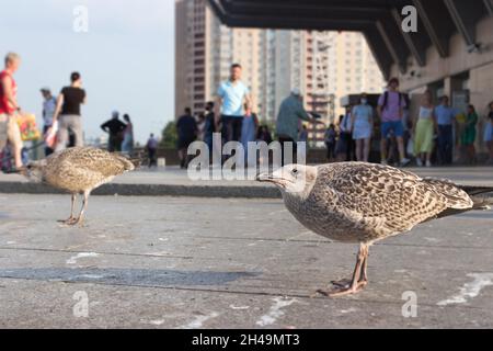 Giovani gabbiani chiazzati tra le persone della città Foto Stock