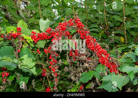 Bacche di bryony nero a Silverdale, Lancashire, Regno Unito Foto Stock