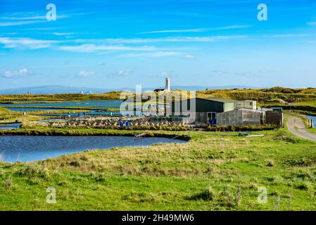 Una vista della fattoria di ostriche a Walney Island, Barrow-in-Furness, Cumbria, Regno Unito Foto Stock