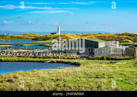 Una vista della fattoria di ostriche a Walney Island, Barrow-in-Furness, Cumbria, Regno Unito Foto Stock