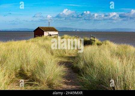 Una fauna selvatica nascono a South East Point of Walney Island, Barrow-in-Furness, Cumbria, Regno Unito. Foto Stock