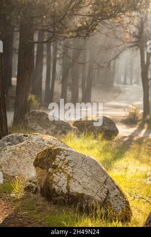 Strada attraverso una pineta illuminata dal sole, Yosemite, Stati Uniti. Rocce ricoperte di muschio di grandi dimensioni in primo piano. Foto Stock
