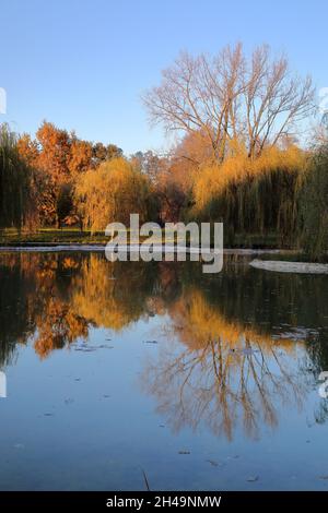 Parco in autunno, riflessi di alberi dai colori fooliage nell'acqua Foto Stock
