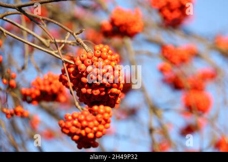 Bacche di rowan rosso su un albero rami su sfondo cielo blu. Fine autunno natura, bacche medicinali di cenere di montagna Foto Stock