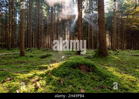 Il sole sta cadendo attraverso la nebbia mattutina in una foresta meravigliosa con i lotti del muschio verde e delle foglie autunnali. Foto Stock