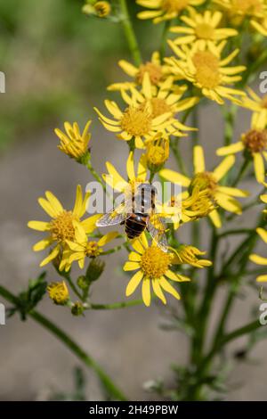 Una mosca comune del drone, Eristalis tenax, che riposa ed alimenta dai fiori gialli di una pianta del ragwort, Senecio jacobaea Foto Stock