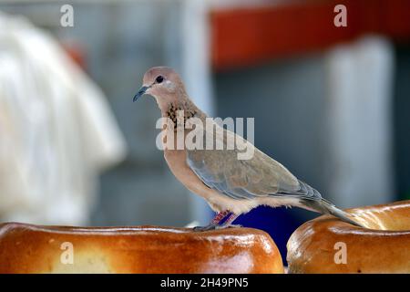 Colomba ridente, colomba di palme, colomba senegaltaube, Palmtaube, Senegaltaube, Spilopelia senegalensis, pálmagerle, Uzbekistan, Asia centrale Foto Stock