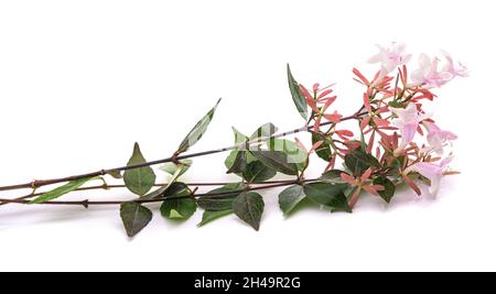 Abelia rametto con fiori isolati su sfondo bianco Foto Stock