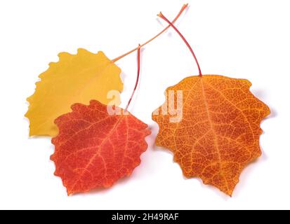 Quaking aspen essiccato foglie isolate su sfondo bianco Foto Stock