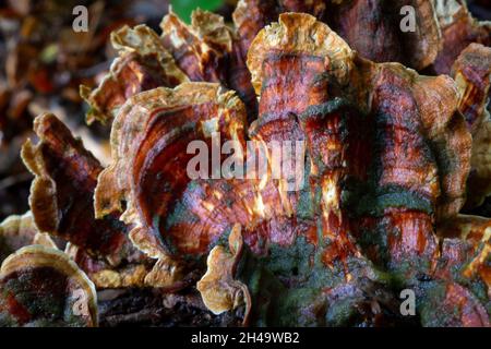 Turkeytails, un fungo colorato a staffa. Foto Stock