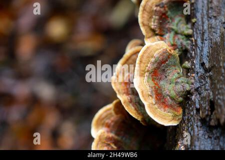 Turkeytails, un fungo colorato della staffa che cresce su un tronco di albero Foto Stock