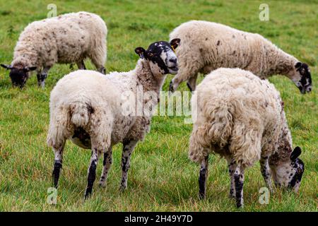 Quattro pecore in un campo, una che guarda sopra la sua spalla a macchina fotografica Foto Stock