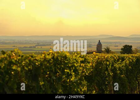 Vigneti sotto Palava. Moravia meridionale, Repubblica Ceca in autunno vendemmia del vino. Foto Stock