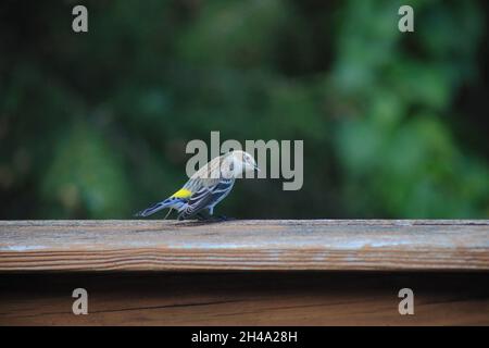 Verruba mirto giallo rombo che sbucciava guardando lateralmente mentre arroccato su una ringhiera in legno con alberi e foglie sfocati verdi sullo sfondo Foto Stock