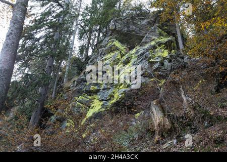 Schwefelflechte, lichen di zolfo, Foto Stock