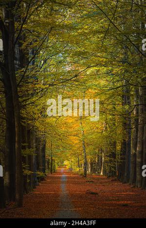 Intorno ai villaggi di Drenthe Hooghalen, Grolloo, Elp e Schoonloo è una robusta riserva naturale, il Hart van Drenthe. 4000 ettari di natura continua Foto Stock