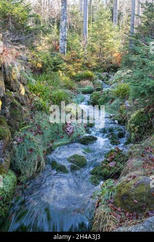 Wildbach im Bayerischen Wald, torrente nella foresta bavarese Foto Stock