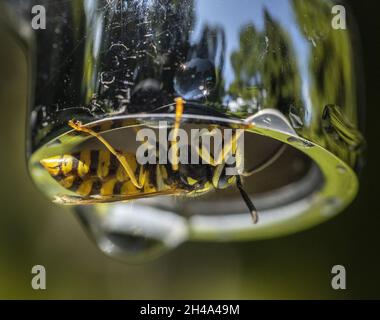 Macro di un'ape che beve acqua da un rubinetto Foto Stock