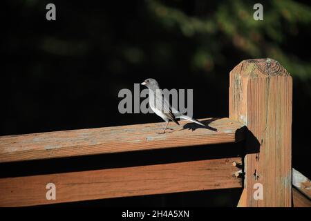 junco con occhi scuri in piedi alto appollaiato su un ponte di legno ringhiera al sole in autunno/autunno con alberi e foglie sfocati verdi sullo sfondo Foto Stock