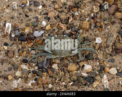 Granchio verde europeo morto su Llanddwyn Beach su Anglesey. Noto anche come granchio a riva europeo. Foto Stock