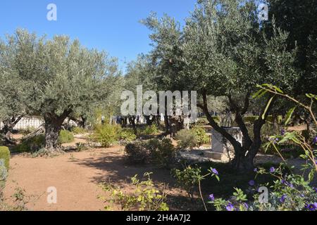 Antichi ulivi nel Giardino del Getsemani ai piedi del Monte degli Ulivi a Gerusalemme. Foto Stock
