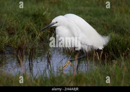 Little Egret (Egretta garzetta) adulto in plumage di riproduzione con prugne, Christchurch Harbour, Dorset, Inghilterra, Regno Unito Foto Stock
