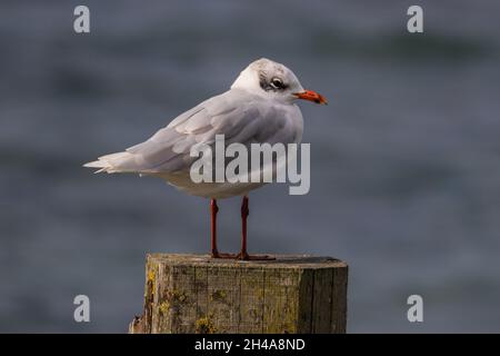 Piumaggio invernale adulto gabbiano mediterraneo (Ichthyaetus melanocephalus) arroccato su un palo, Seaview, Isola di Wight, Inghilterra, Regno Unito, ottobre 2020 Foto Stock