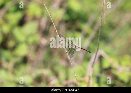 La Fly chiamato Dragonfly Foto Stock