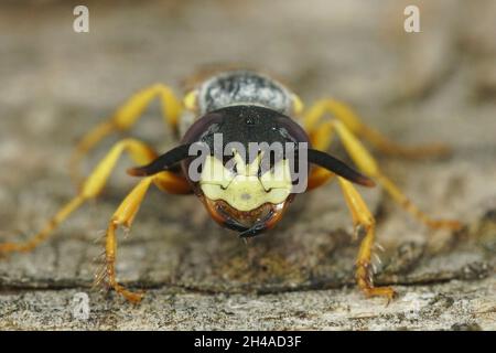 Primo piano facciale della testa di un lupo europeo, Philanthus triangulum Foto Stock