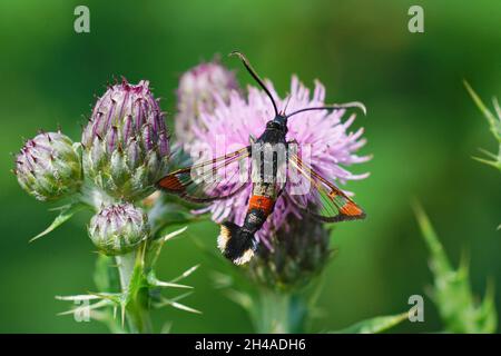 Primo piano su una falda trasparente con punta rossa, Synanthedon formicaeformis Foto Stock