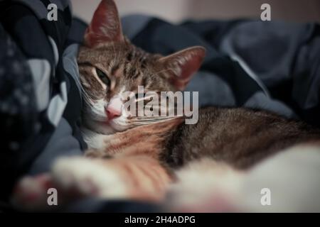 Gatto femmina adulto sdraiato su piumino scuro e napping Foto Stock