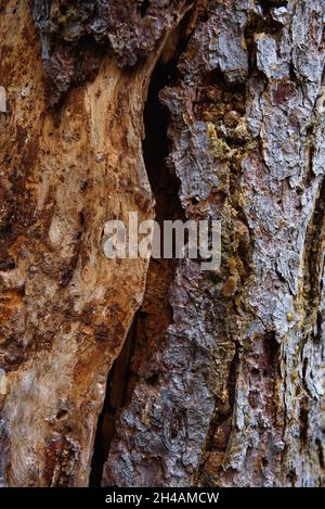 Corteccia di un vecchio pino con striature di resina ambrata close-up. Foto Stock