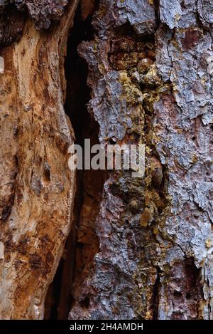 Corteccia di un vecchio pino con striature di resina ambrata close-up. Foto Stock