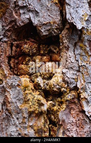 Corteccia di un vecchio pino con striature di resina ambrata close-up. Foto Stock