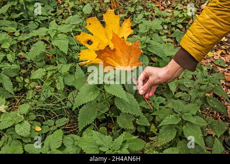 Foglie verdi di ortica in autunno. La mano di una donna anziana tiene le foglie di acero giallo su uno sfondo di ortiche fresche verdi. Foto Stock