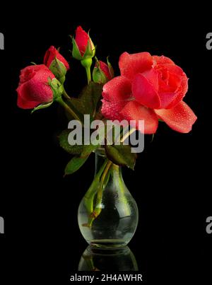 Bouquet di rose rosse in vaso con gocce di rugiada Foto Stock