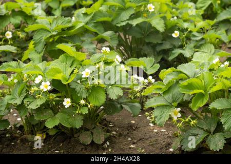 Pianta di fragola. Fioritura di fragole. Cespugli di fragole selvatiche. Fragole in crescita in giardino Foto Stock