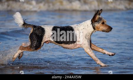 Parson Russell Terrier cane correre e giocare su una spiaggia. Foto Stock