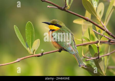 Un singolo adulto piccolo Bee-eater (Merops pusillus) arroccato in un albero in Gambia, Africa occidentale Foto Stock