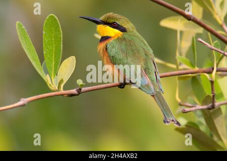 Un singolo adulto piccolo Bee-eater (Merops pusillus) arroccato in un albero in Gambia, Africa occidentale Foto Stock