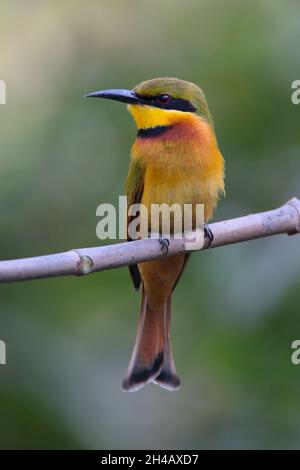 Un singolo adulto piccolo Bee-eater (Merops pusillus) arroccato in un albero in Gambia, Africa occidentale Foto Stock