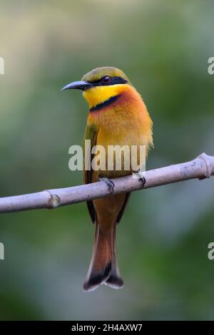 Un singolo adulto piccolo Bee-eater (Merops pusillus) arroccato in un albero in Gambia, Africa occidentale Foto Stock