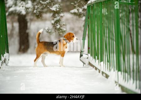 Razza di cani Beagle in inverno giocare nella neve all'aperto. Foto Stock