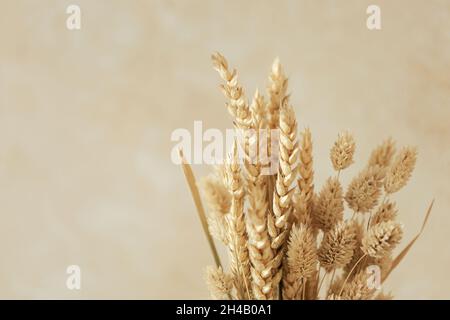 Bouquet di bei fiori secchi beige su sfondo beige. Foto Stock