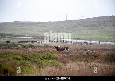 Point Reyes National Seashore è una contea di Marin sulla costa pacifica della California settentrionale negli Stati Uniti. Foto Stock