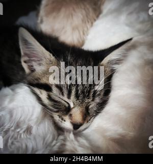 Un gattino croce bengala. Addormentati e coccolati con un cavapoo Foto Stock